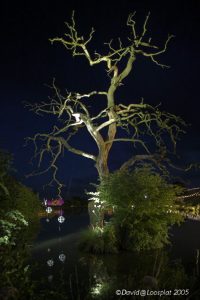 Architectural Lighting Tree & Mirrorballs